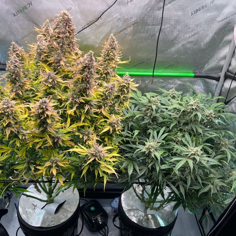 ILGM Blue Dream Auto growlog timeline photo