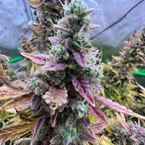 ILGM Blue Dream Auto growlog timeline photo