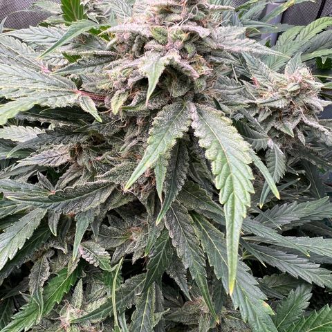 ILGM Blue Dream Auto growlog timeline photo