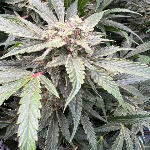 ILGM Blue Dream Auto growlog timeline photo