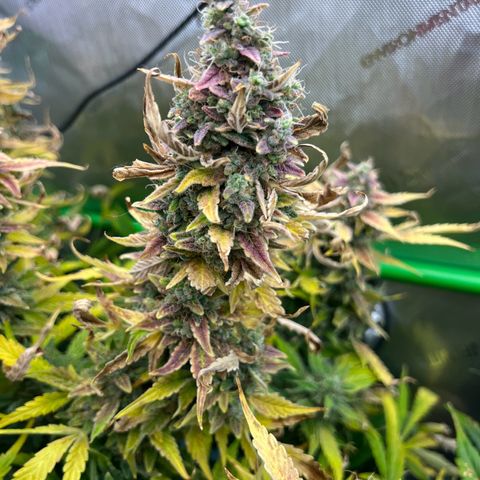 ILGM Blue Dream Auto growlog timeline photo