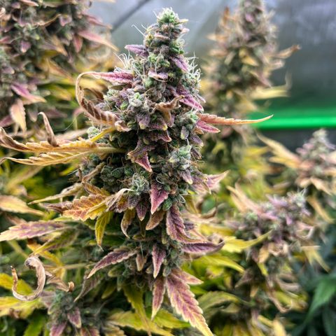 ILGM Blue Dream Auto growlog timeline photo