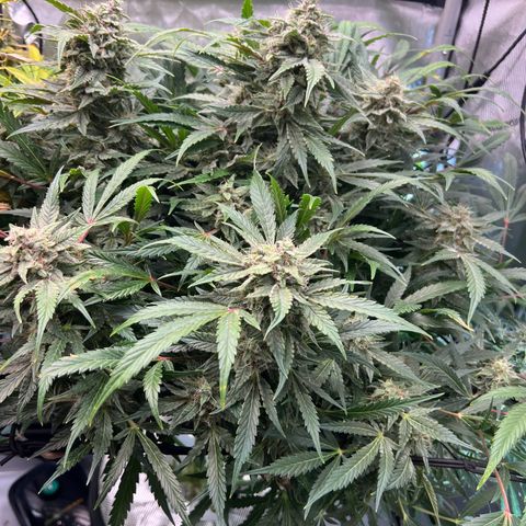 ILGM Blue Dream Auto growlog timeline photo