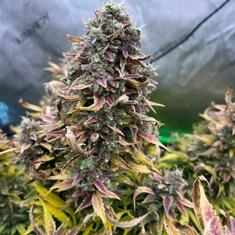 ILGM Blue Dream Auto growlog timeline photo