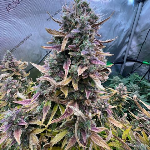 ILGM Blue Dream Auto growlog timeline photo