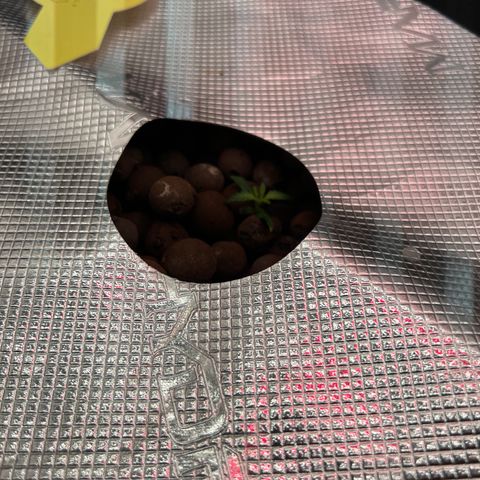 ILGM Blue Dream Auto growlog timeline photo