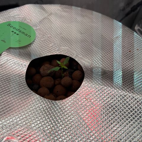 ILGM Blue Dream Auto growlog timeline photo