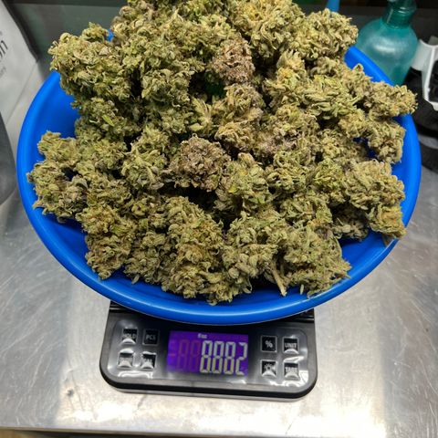 ILGM Blue Dream Auto growlog timeline photo
