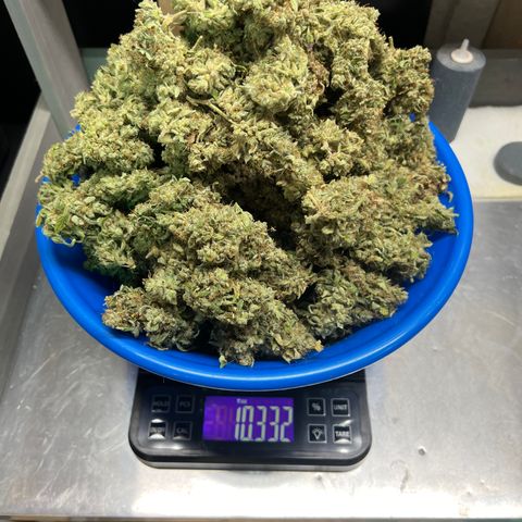 ILGM Blue Dream Auto growlog timeline photo