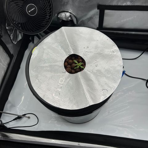 ILGM Blue Dream Auto growlog timeline photo