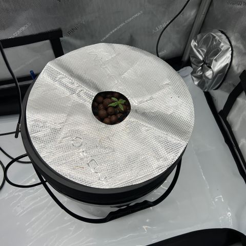 ILGM Blue Dream Auto growlog timeline photo
