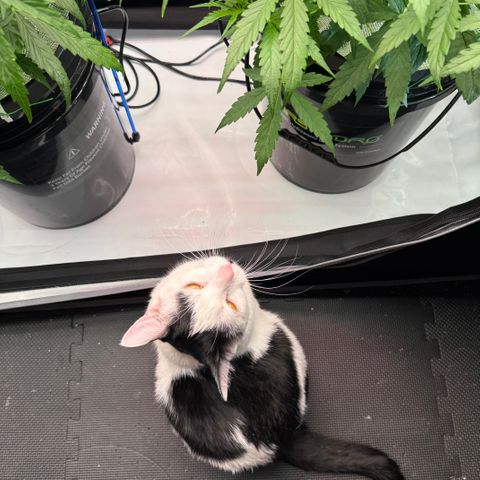 ILGM Blue Dream Auto growlog timeline photo