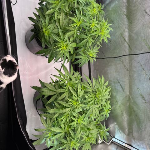 ILGM Blue Dream Auto growlog timeline photo
