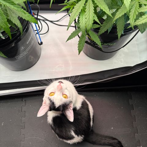 ILGM Blue Dream Auto growlog timeline photo