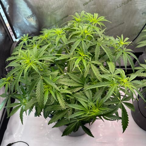ILGM Blue Dream Auto growlog timeline photo