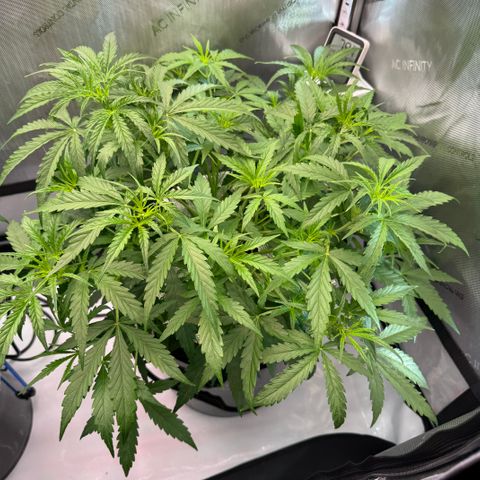 ILGM Blue Dream Auto growlog timeline photo
