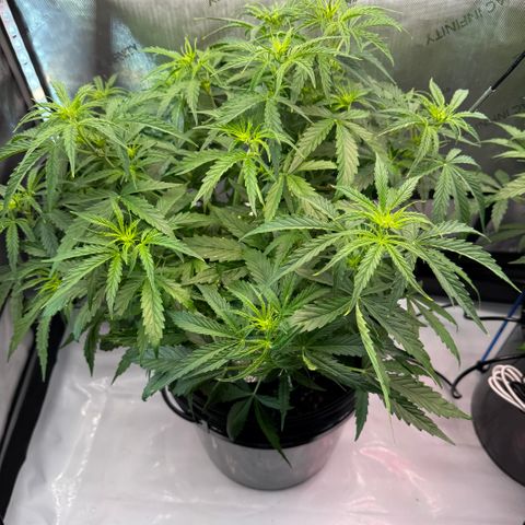 ILGM Blue Dream Auto growlog timeline photo