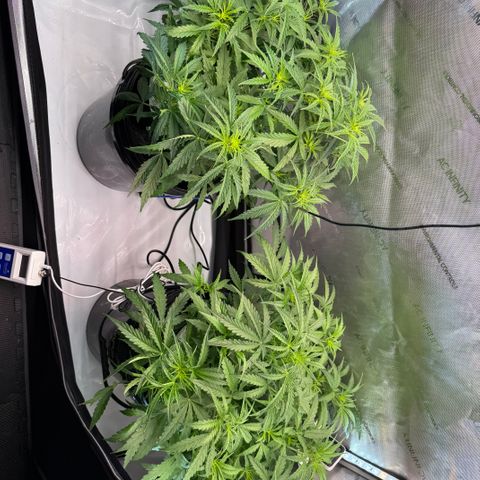 ILGM Blue Dream Auto growlog timeline photo