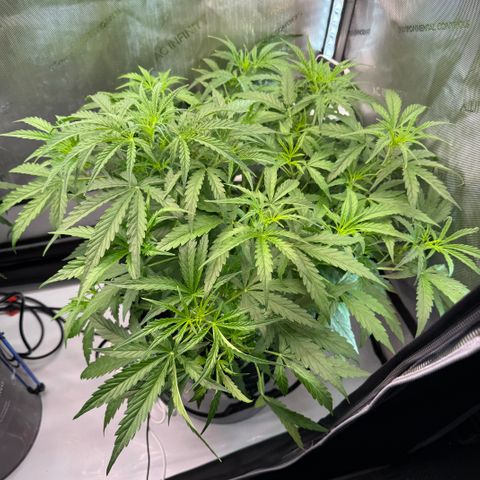 ILGM Blue Dream Auto growlog timeline photo