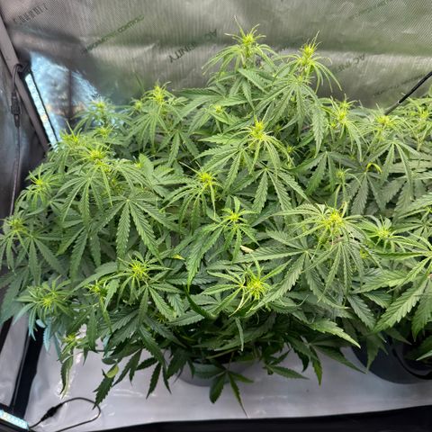ILGM Blue Dream Auto growlog timeline photo