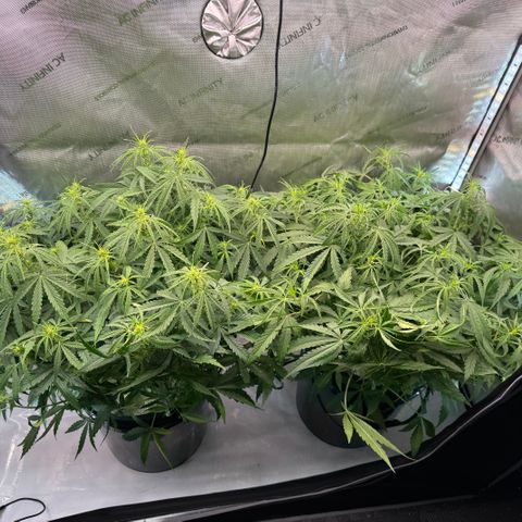 ILGM Blue Dream Auto growlog timeline photo