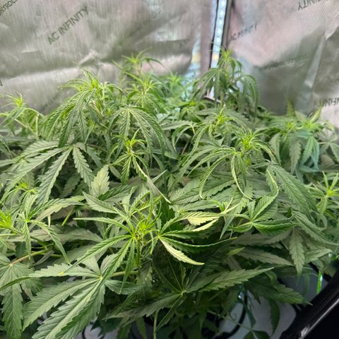 ILGM Blue Dream Auto growlog timeline photo