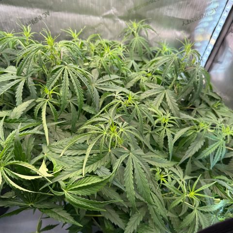 ILGM Blue Dream Auto growlog timeline photo