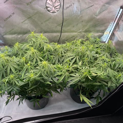 ILGM Blue Dream Auto growlog timeline photo