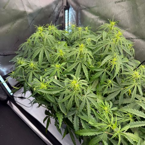 ILGM Blue Dream Auto growlog timeline photo