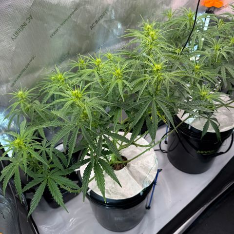 ILGM Blue Dream Auto growlog timeline photo