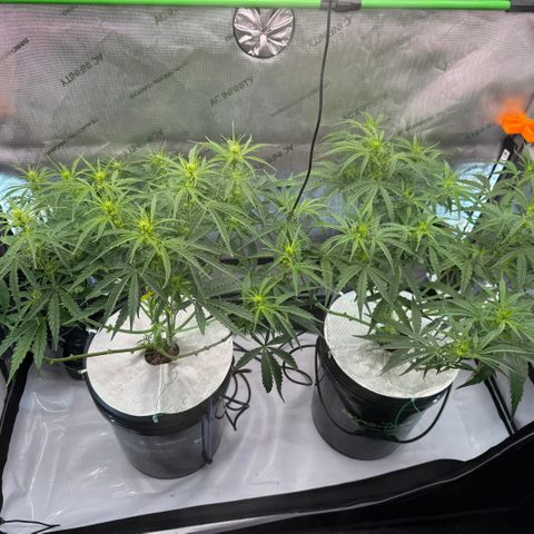 ILGM Blue Dream Auto growlog timeline photo