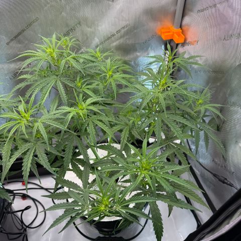 ILGM Blue Dream Auto growlog timeline photo