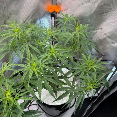 ILGM Blue Dream Auto growlog timeline photo