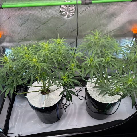 ILGM Blue Dream Auto growlog timeline photo
