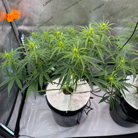 ILGM Blue Dream Auto growlog timeline photo