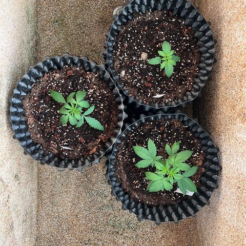 Pluto Cut Autoflower growlog timeline photo
