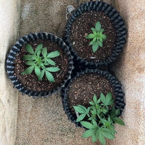 Pluto Cut Autoflower growlog timeline photo