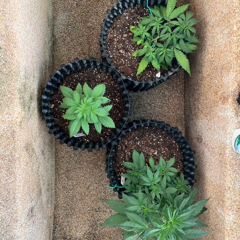 Pluto Cut Autoflower growlog timeline photo