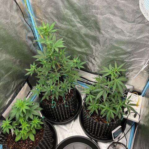 Pluto Cut Autoflower growlog timeline photo