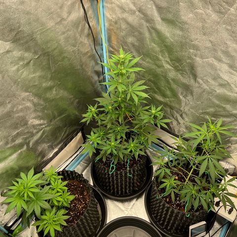 Pluto Cut Autoflower growlog timeline photo