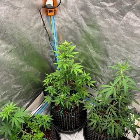 Pluto Cut Autoflower growlog timeline photo