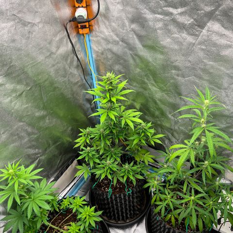 Pluto Cut Autoflower growlog timeline photo