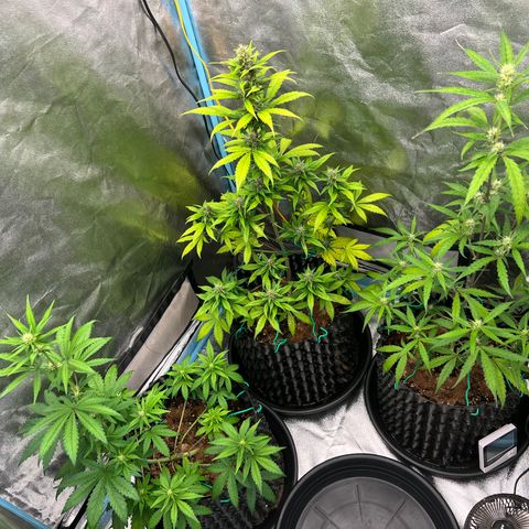 Pluto Cut Autoflower growlog timeline photo