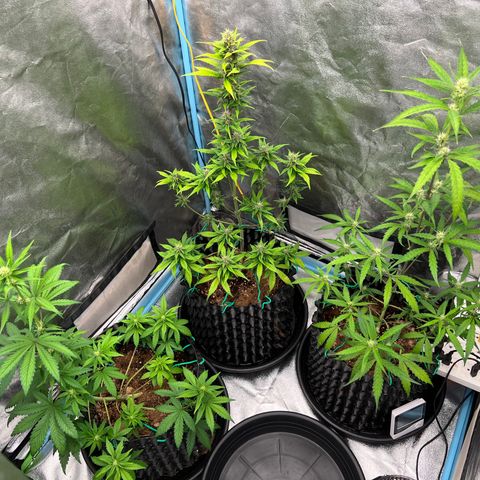 Pluto Cut Autoflower growlog timeline photo