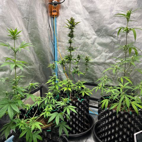 Pluto Cut Autoflower growlog timeline photo