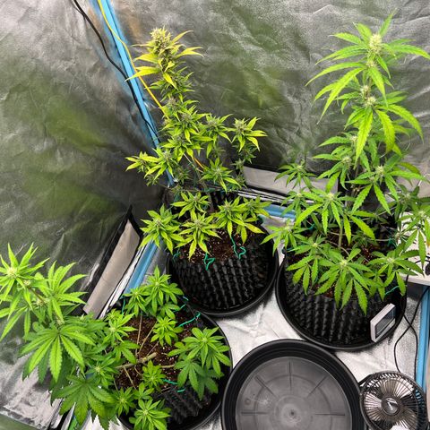 Pluto Cut Autoflower growlog timeline photo