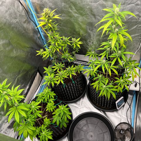 Pluto Cut Autoflower growlog timeline photo