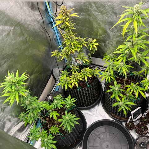 Pluto Cut Autoflower growlog timeline photo