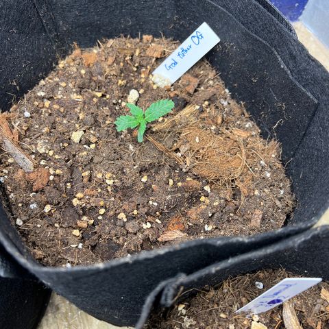 Godfather growlog timeline photo