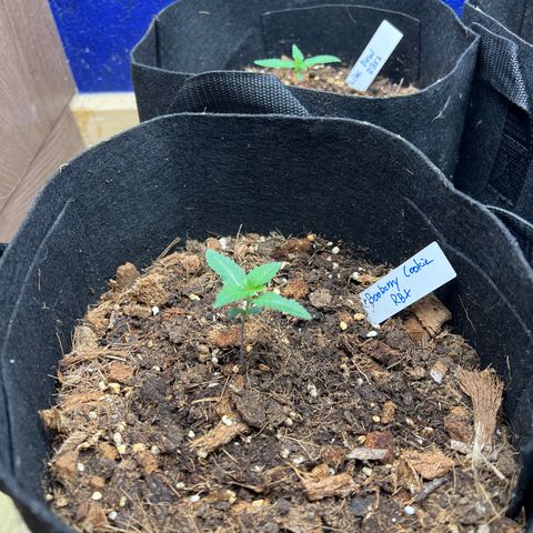 Booberry Cookies RBX growlog timeline photo